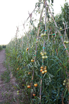 Organic tomato plants growing in sustainable garden