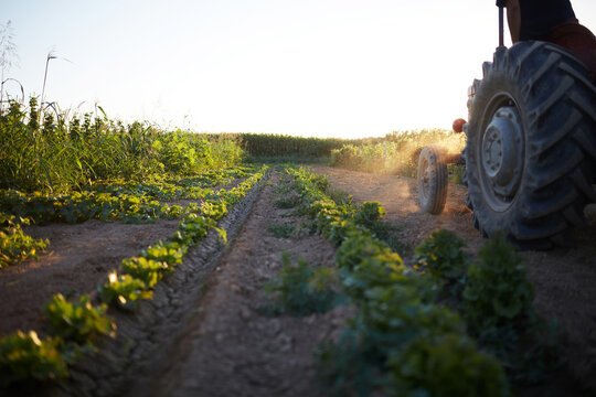 Tractor working in an organic vegetable garden at sunset