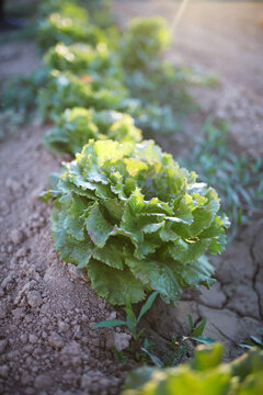 Fresh organic lettuce growing in home garden row