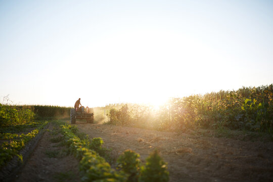 Sunrise in an organic garden with a farmer harvesting