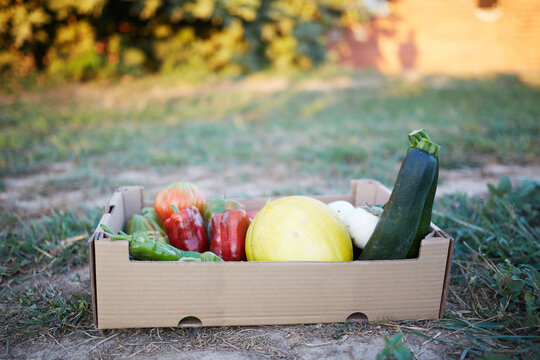 Fresh organic vegetables and fruits in a garden box