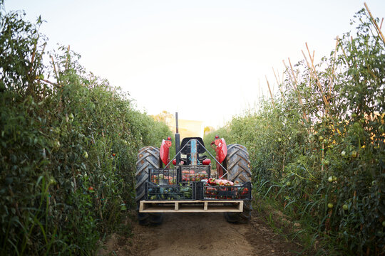 Harvesting vegetables with tractor in organic garden