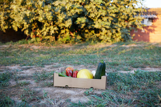 Box of fresh, organic vegetables and fruits in garden