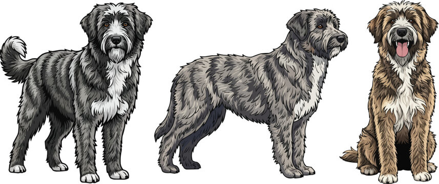 Pyrenean Sheepdog standing side profile sitting facing front pose set