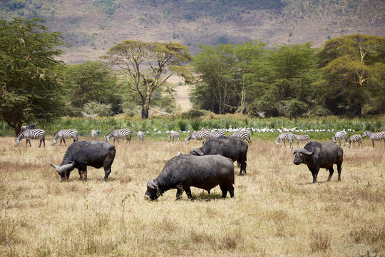 Buffalo and zebras in Ngorongoro Conservation Area
