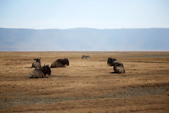 Wildebeests and zebra in Ngorongoro's vast landscape