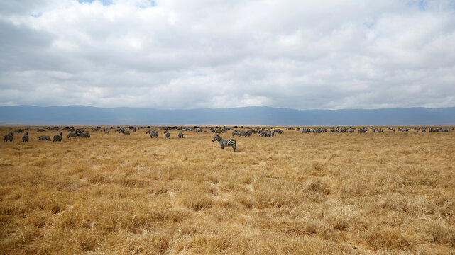 Herd of zebras grazing in Ngorongoro Conservation Area