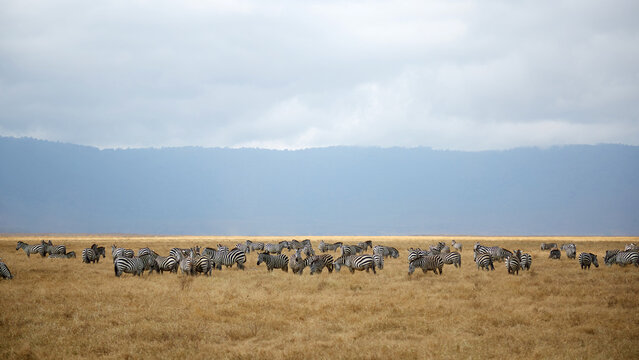 Herd of zebras grazing in Ngorongoro Conservation Area
