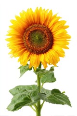 Obraz premium Vibrant sunflower with green stem and leaves isolated on white background