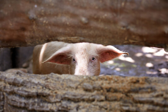 Curious piglet peering through a wooden fence