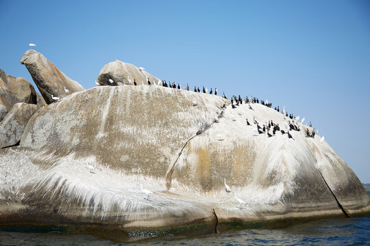 Birds resting on a rock in Lake Victoria, Tanzania