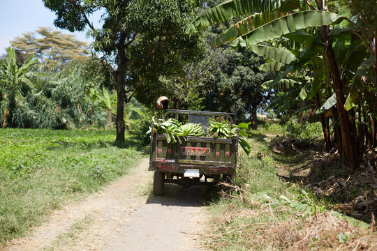 Truck loaded with bananas on rural Tanzanian path