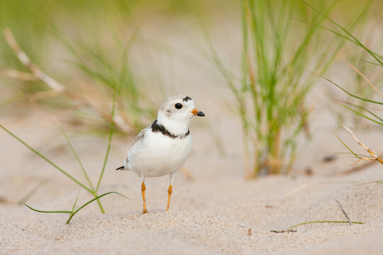 Snowy plover in its sandy beach habitat