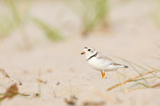 Piping plover standing on sandy beach