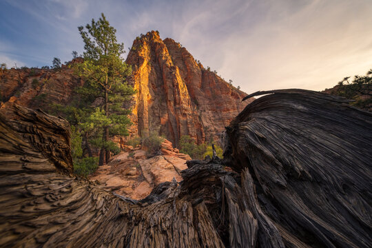 View of burnt, jagged wood frames a towering red rock mountain bathed in golden sunlight under a vast sky, Zion National Park, Utah, United States.