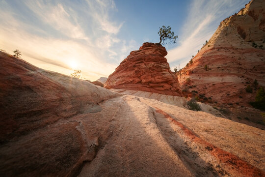 View of the sun rising over the vibrant red and white sandstone formations, with a lone tree perched atop a towering rock, creating a striking contrast, Springdale, Utah, United States.