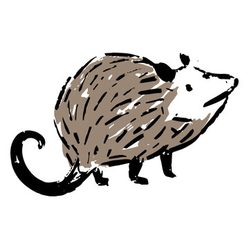 Drawing of an opossum looking up