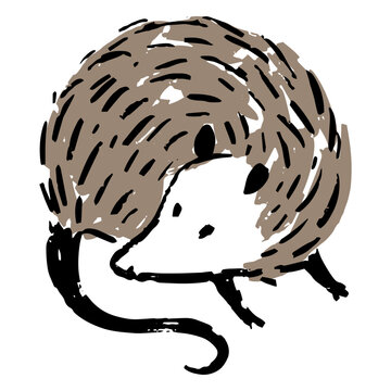 Black and brown drawing of a possum