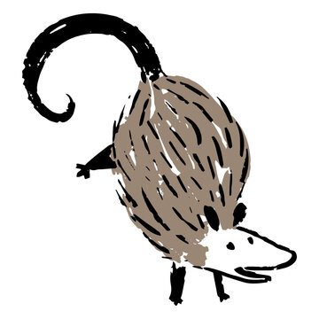 Drawing of a jumping possum