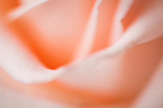 Delicate macro view of a soft pink rose petal
