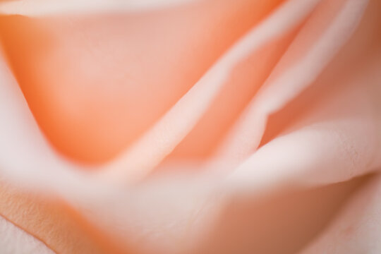 Close-up of delicate peach rose petal layers