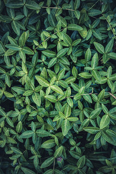 Lush green leaves of the lesser periwinkle plant