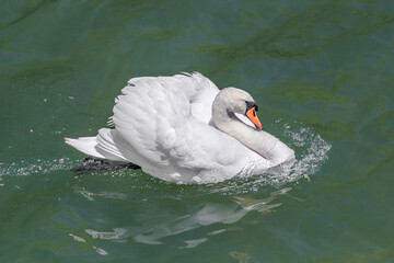 A swan is posing on the water - 2609