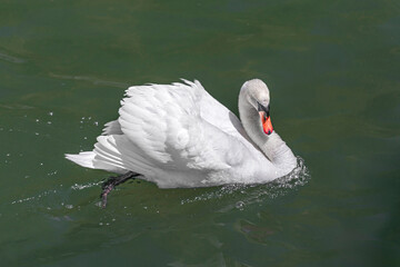 A swan is posing on the water - 2613