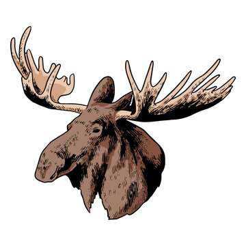 Illustration of a moose head