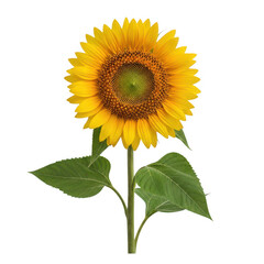 Fototapeta premium Bright yellow sunflower standing tall with green leaves and a cheerful face png