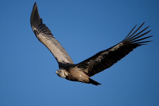 Majestic griffon vulture soaring in blue sky over Spain