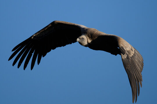 Griffon vulture soaring through the Spanish sky
