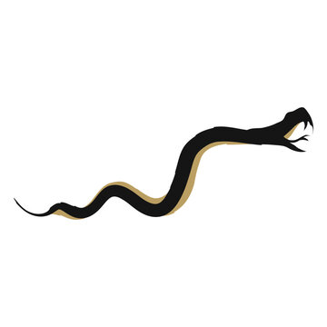 Black and gold snake attacking