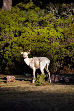A fallow deer in the sunlit Scottish forest