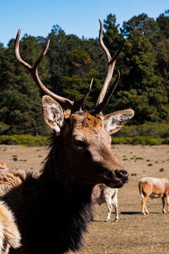 Captivating fallow deer in a serene woodland setting