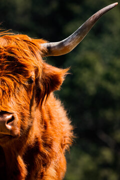 Highland cow profile with majestic horns