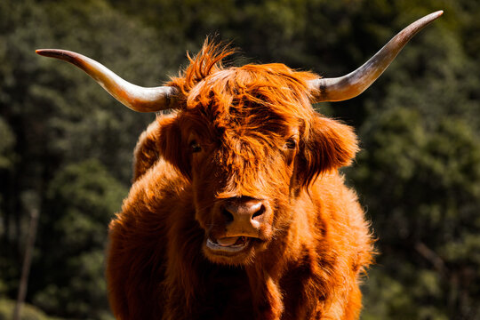 Highland cow with distinctive horns and red coat