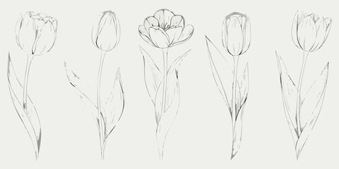 Delicate sketch of five tulips with varying bloom stages in grayscale © Shuvra Majumder