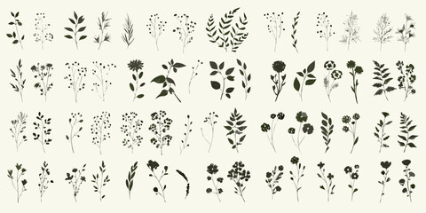 Collection of delicate botanical illustrations featuring various plant stems and leaves © Shuvra Majumder