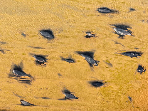 Aerial abstract pattern of dark formations on yellow terrain