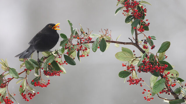 Blackbird perched on a berry branch in winter