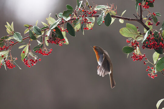 European robin in winter landscape with red berries
