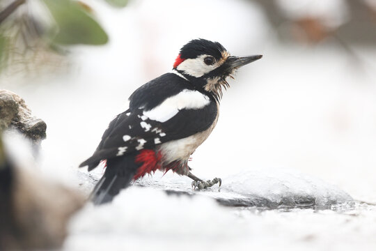 Great spotted woodpecker in winter landscape