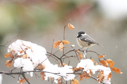 Coal tit perched on snowy branch in winter landscape