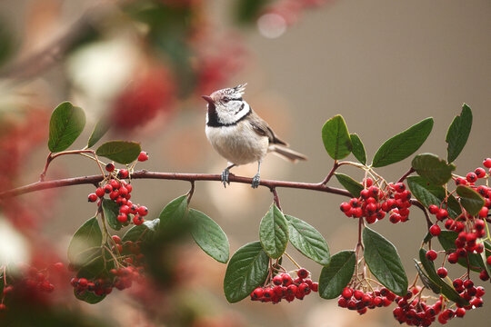 Coal tit perched on branch with red berries in winter