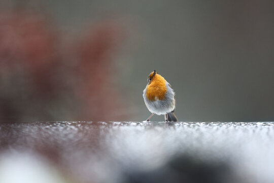 European robin in winter setting captures nature's beauty