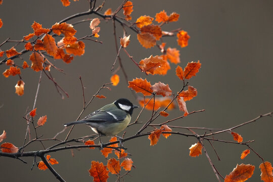 Great tit perched among autumn leaves in Spain