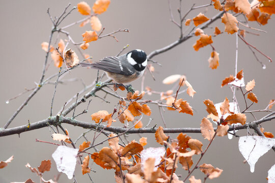 Crested tit perched among autumn leaves in Spain