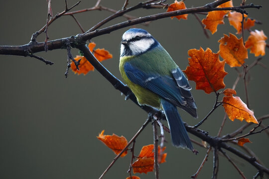 Eurasian blue tit amidst autumn leaves in Spain