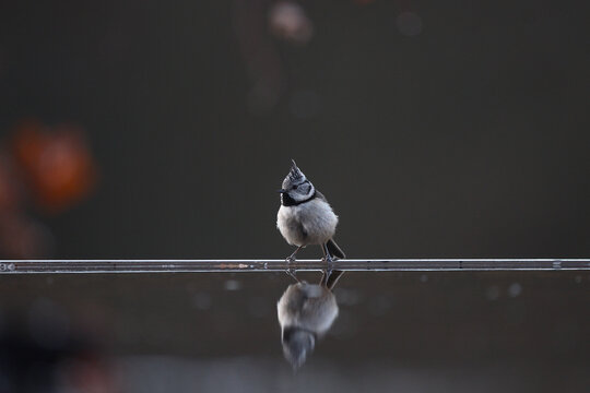 Coal tit perched on a reflective surface in nature, Spain